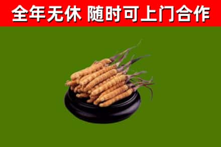 果洛回收散虫草