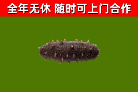 果洛回收海参干